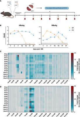 IFNα subtype-specific susceptibility of HBV in the course of chronic infection